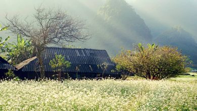 kinh nghiệm du lịch Mộc Châu