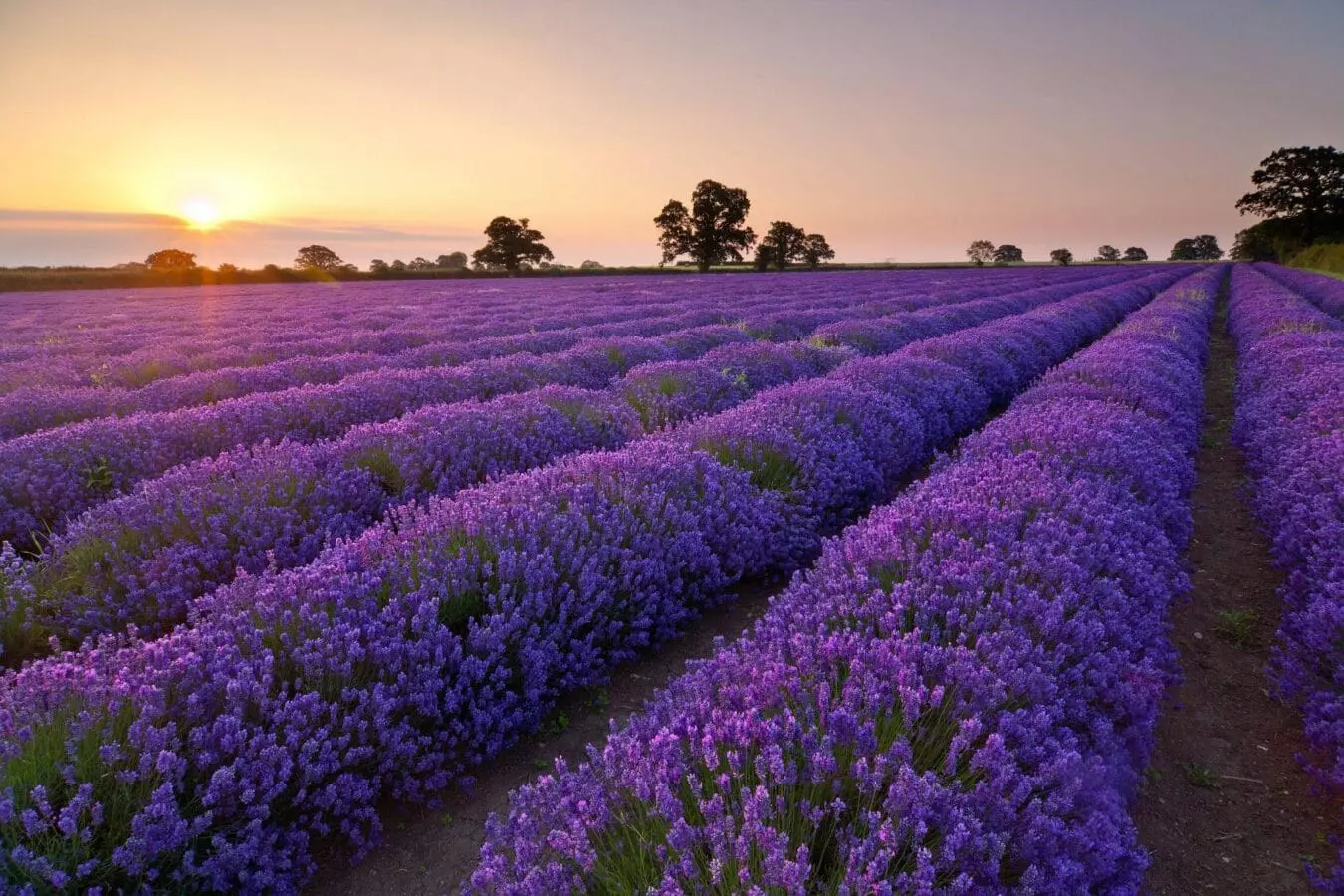 cánh đồng lavender đà lạt