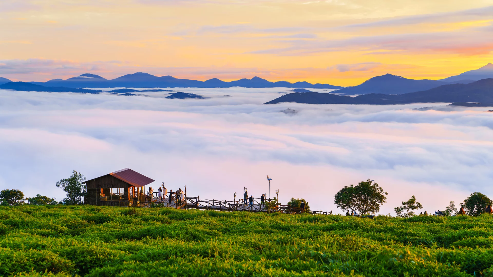 săn mây trên đồi chè cầu đất