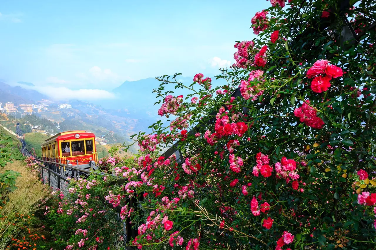 thung lũng hoa hồng sapa