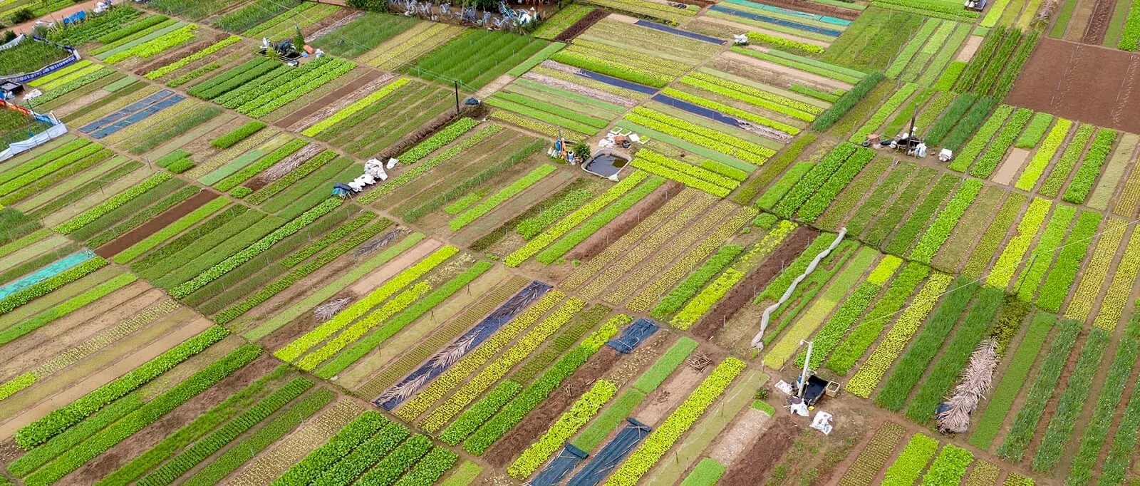 toàn cảnh làng rau trà quế hội an