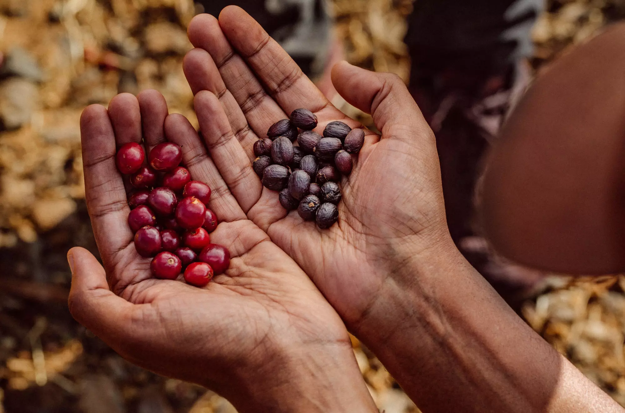 cafe nhân xanh ethiopia