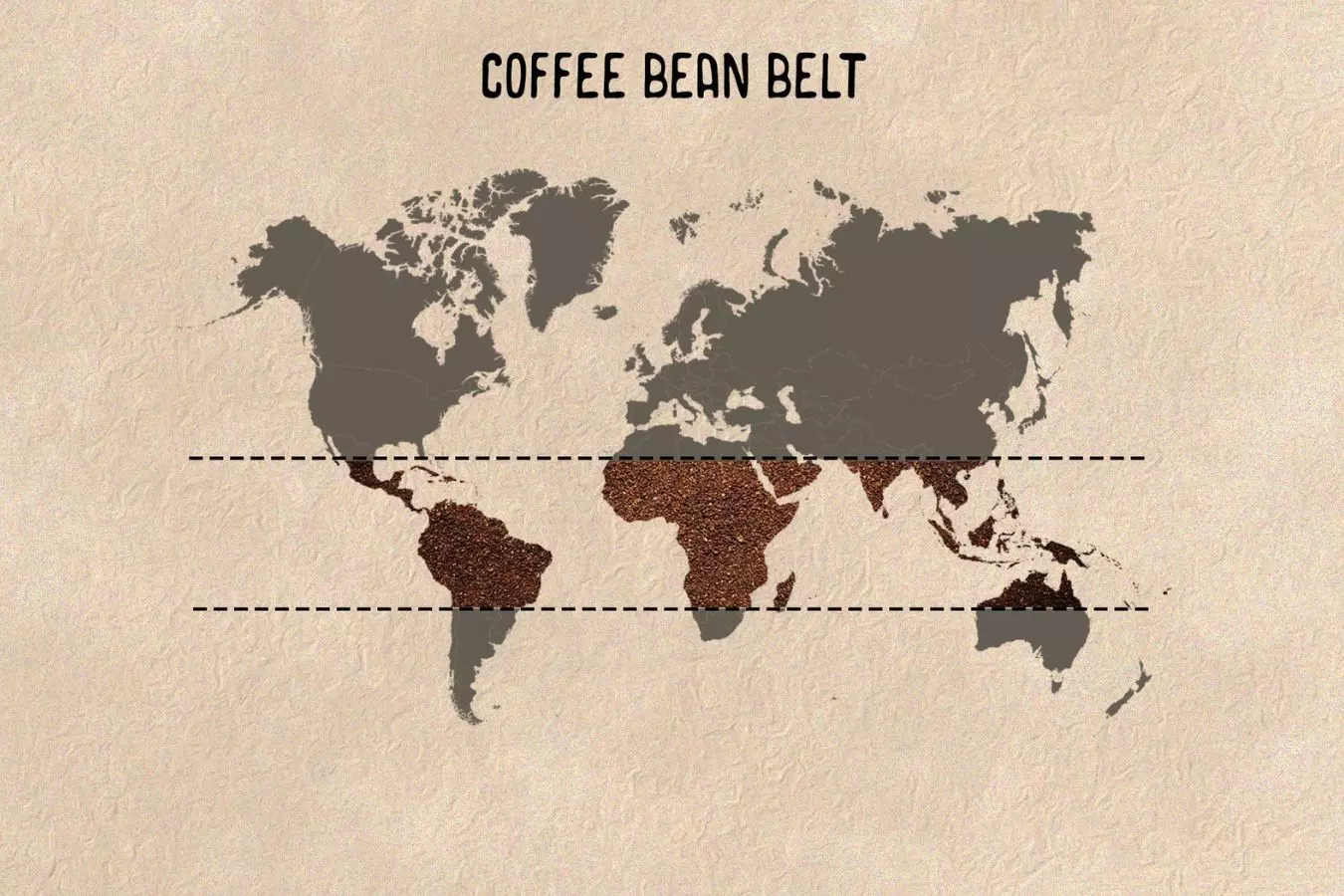 coffee bean belt