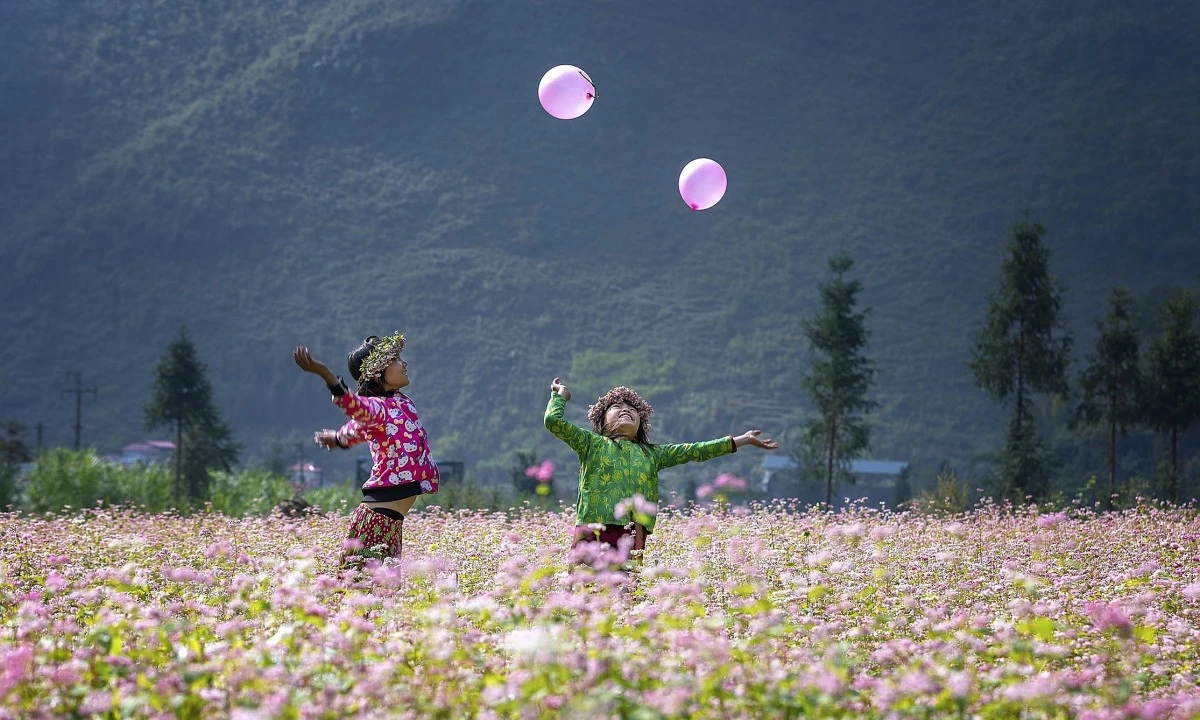 hoa tam giác mạch hà giang 