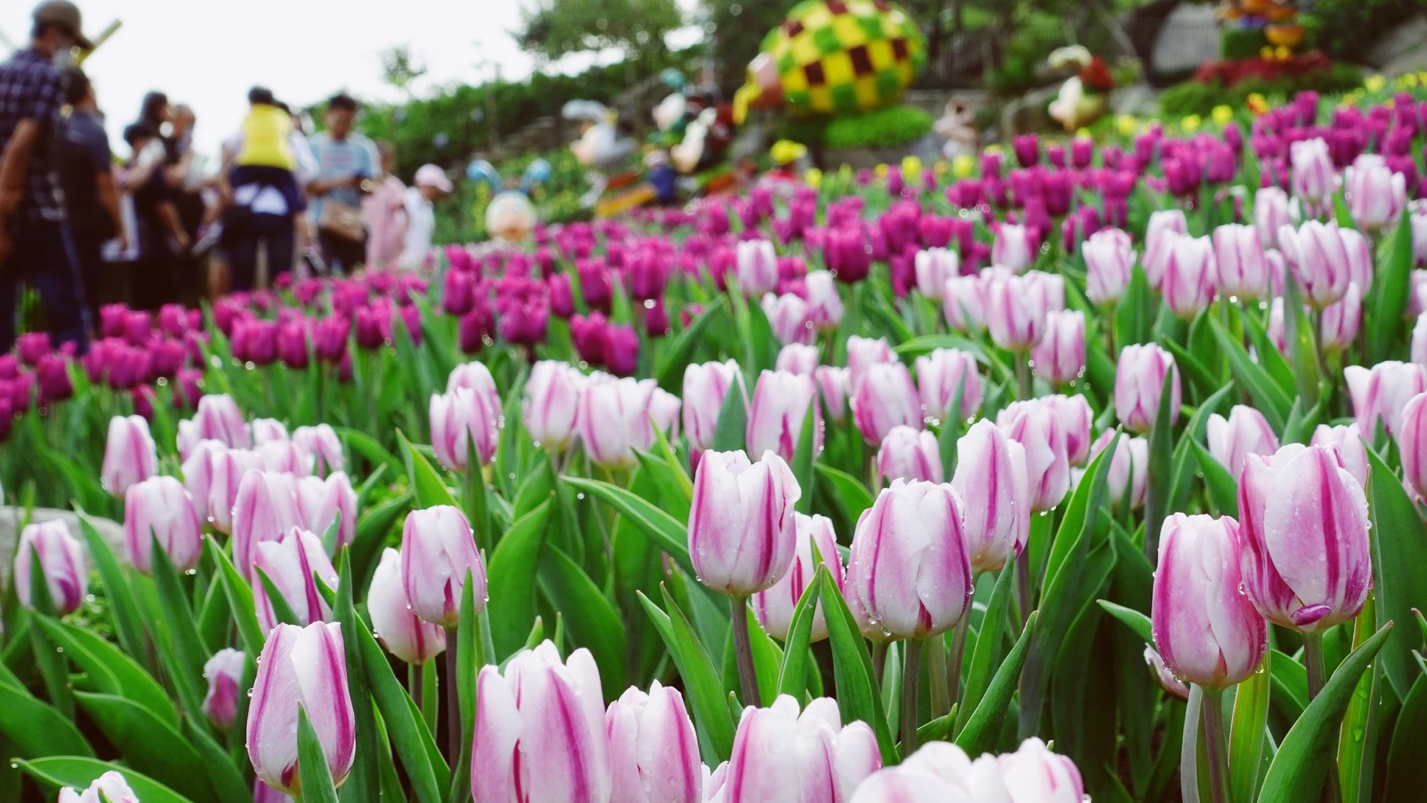 hoa tulip núi bà đen 