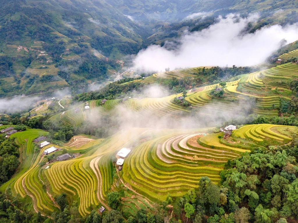 ruộng bậc thang hoàng su phì 