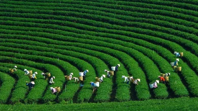 mộc châu mùa nào đẹp