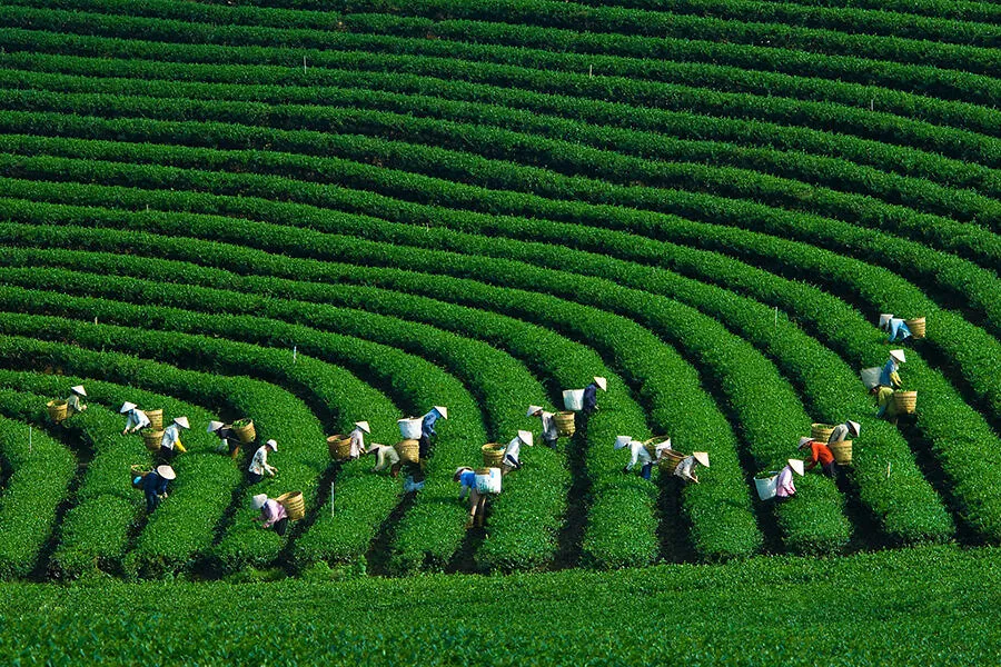 mộc châu mùa nào đẹp