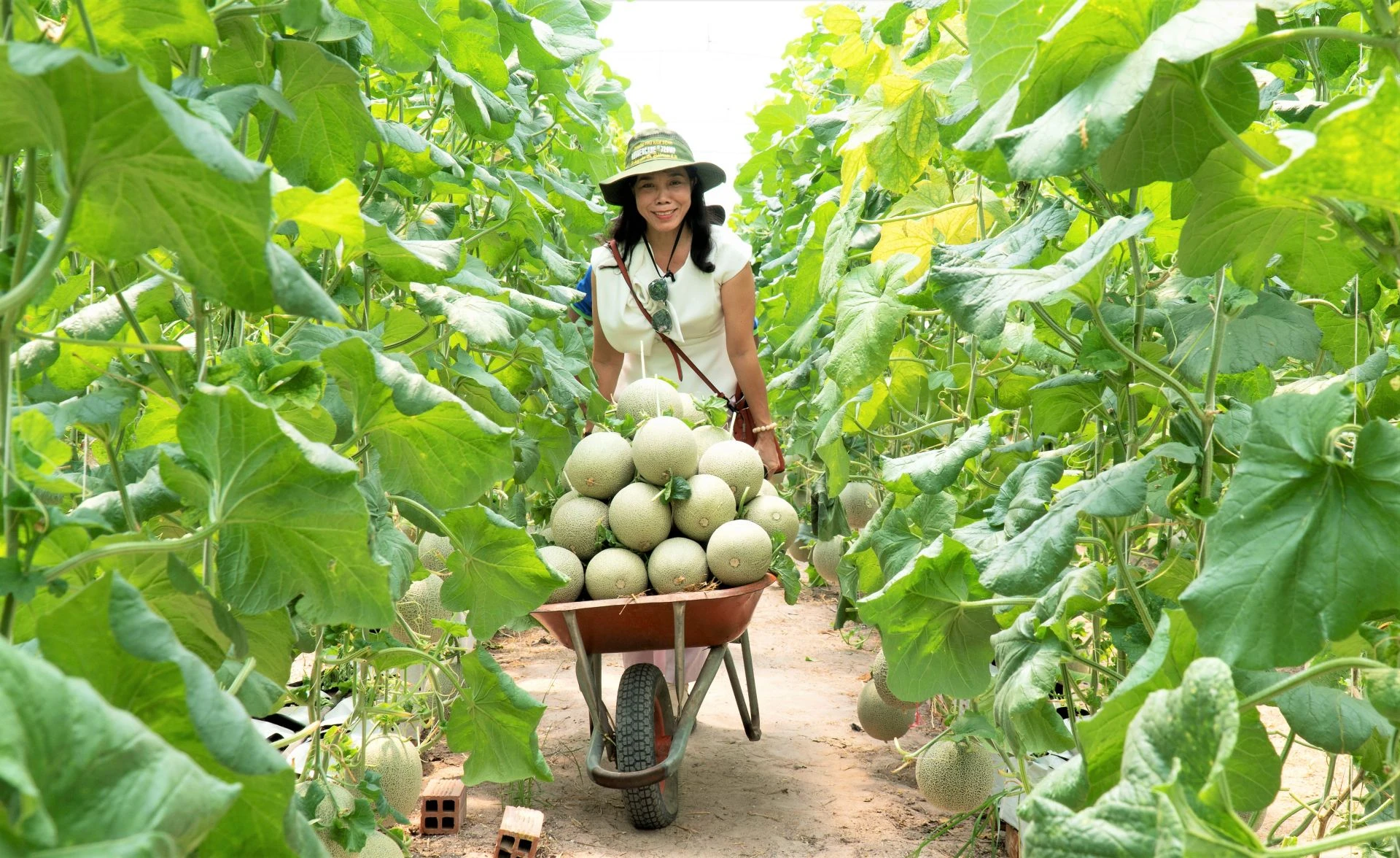 nông trại dưa lưới 