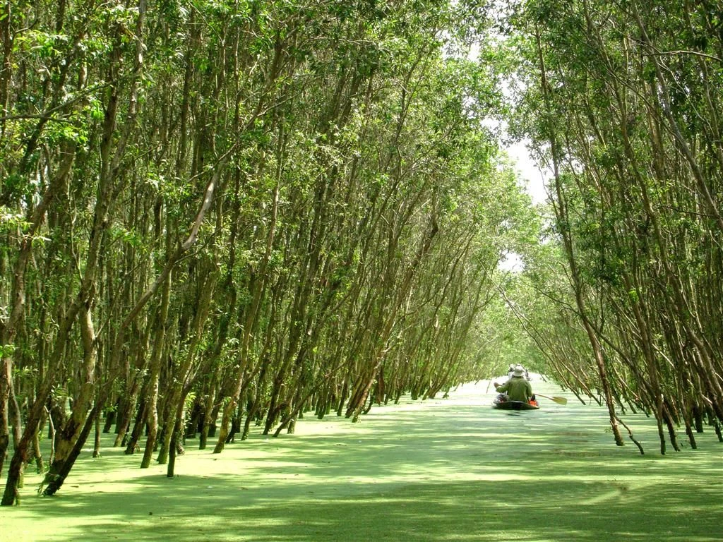 rừng tràm chim vị thuỷ 