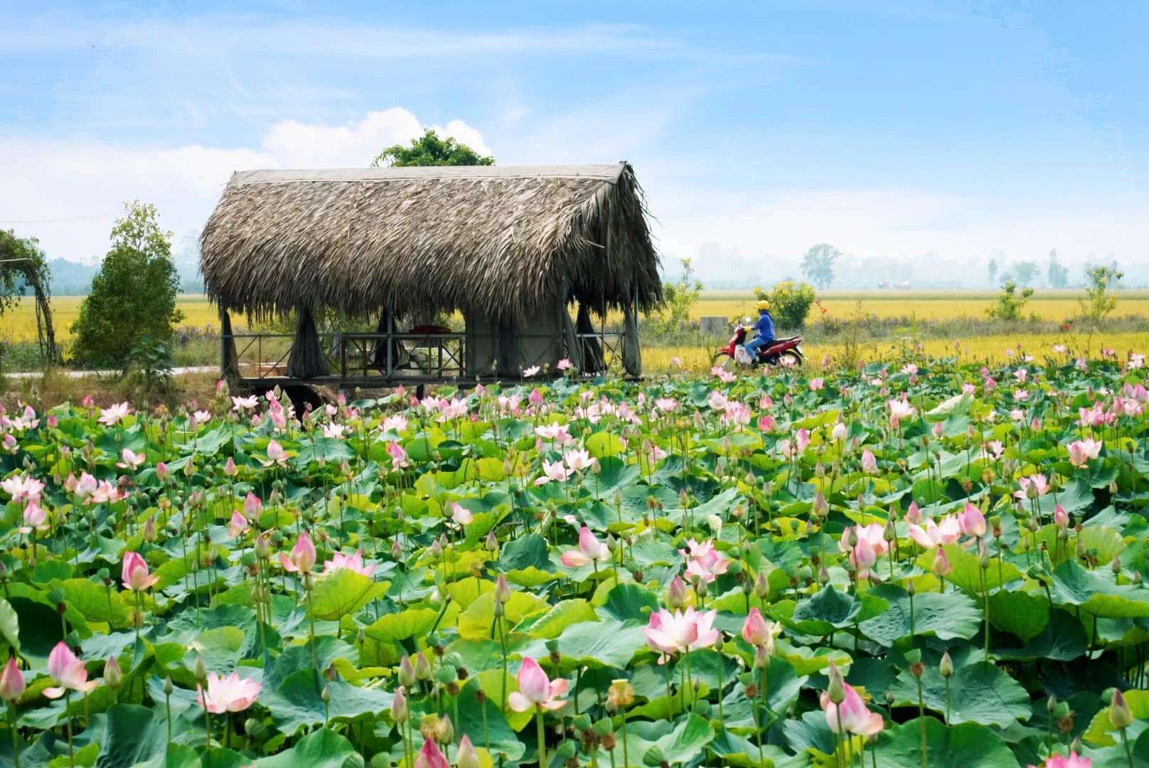 tỉnh đồng tháp 