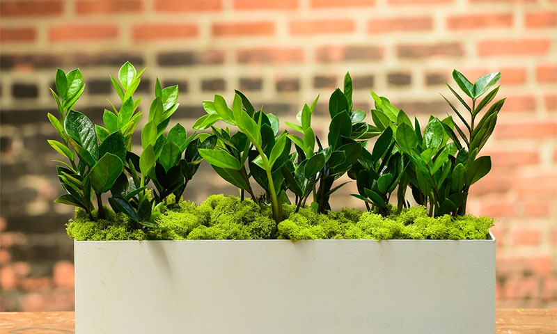 Dáng cây vươn thẳng, lá dày tạo cảm giác chắc chắn, ổn định và tin cậy – rất phù hợp cho điểm chạm đầu tiên của khách.