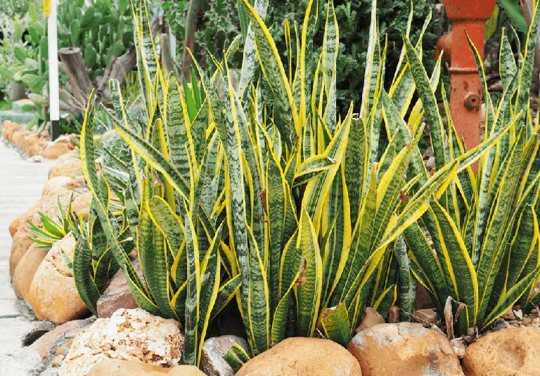 Hình dáng gọn, thẳng, khỏe giúp giữ nhịp không gian, đặc biệt hiệu quả ở những khu vực dài và kín.