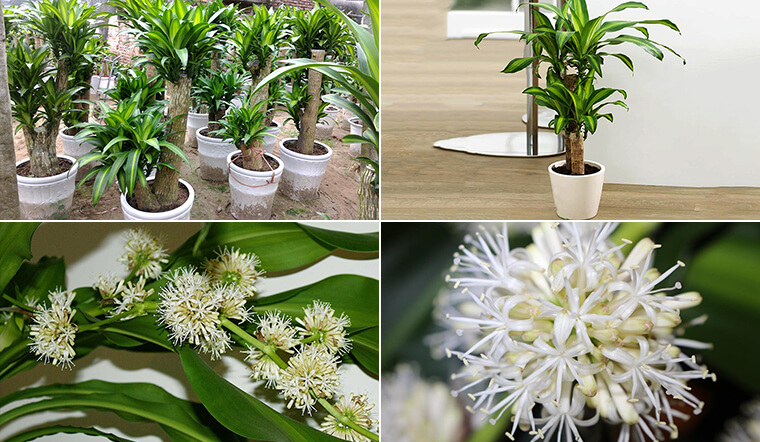 Thân vững, tán lá tỏa mang ý nghĩa tăng trưởng và sinh khí cho toàn bộ không gian.