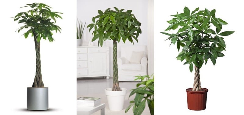 Kim Ngân giúp không gian giao tiếp trở nên mềm mại, cân bằng và giảm cảm giác căng thẳng khi chờ đợi.