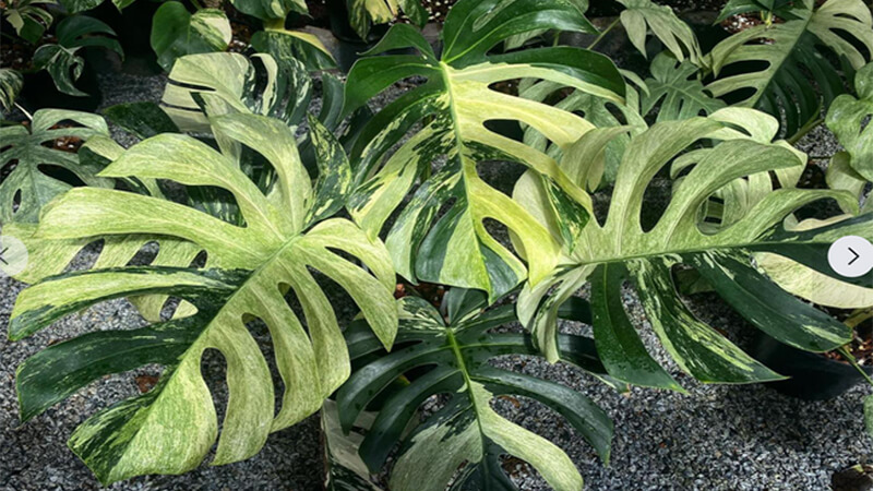 Tán lá mềm, khả năng lan tỏa tốt giúp tạo cảm giác thân thiện, gần gũi và dễ chịu.